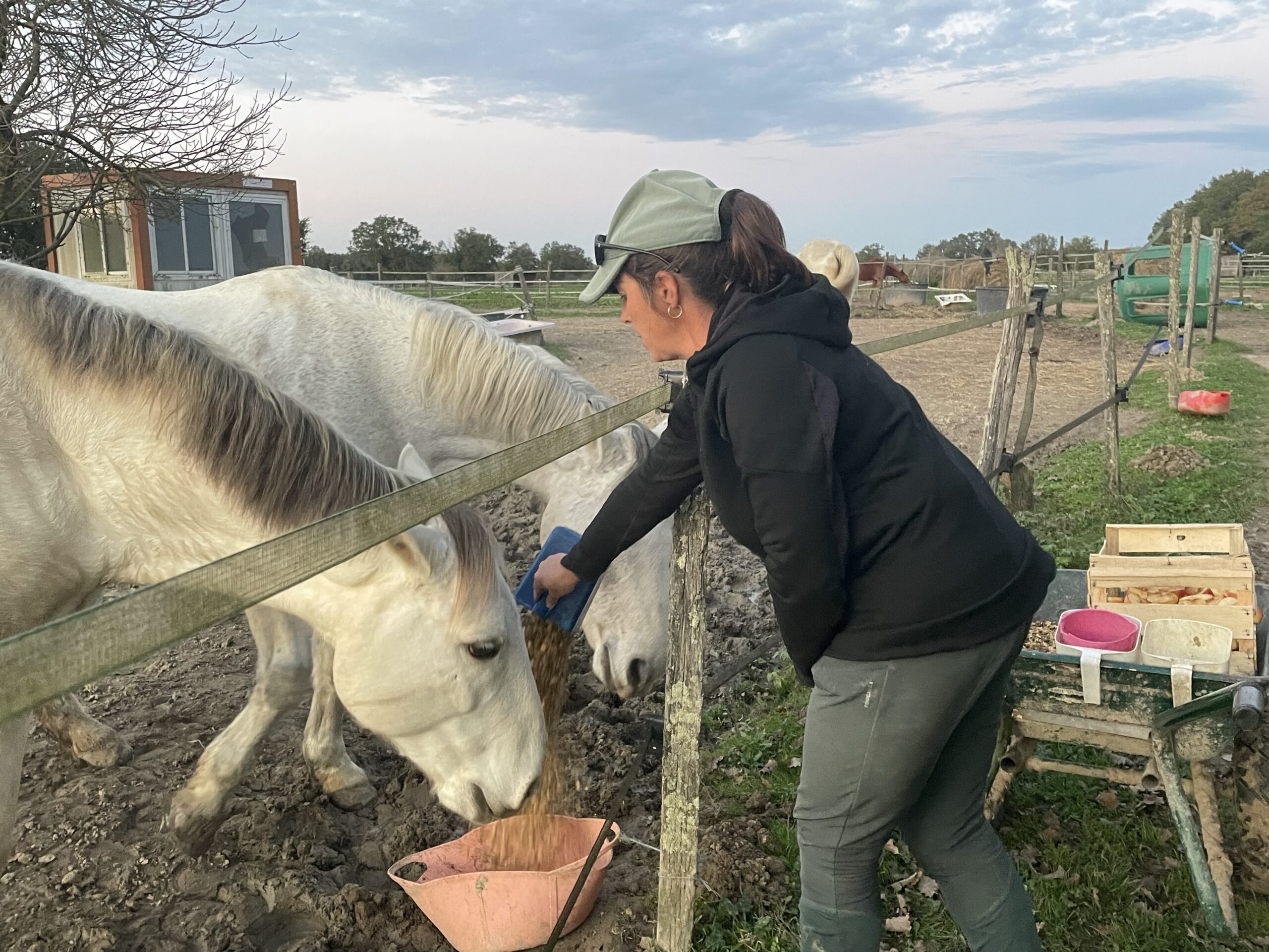 Elodie Steene qui nourrit les chevaux.