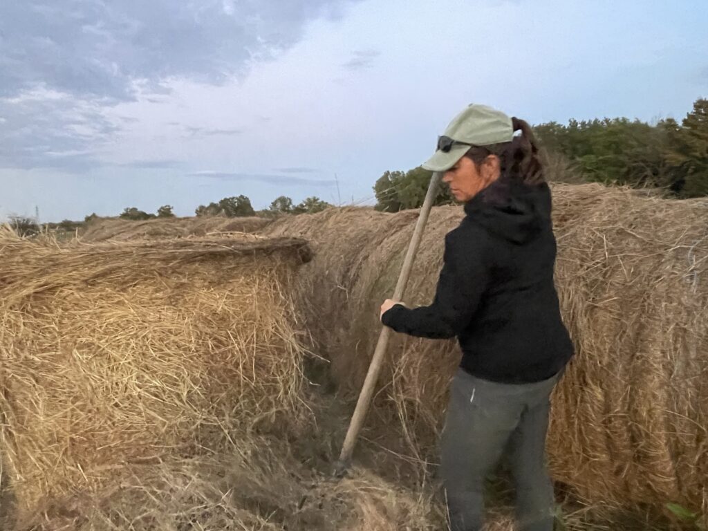 Elodie Steene qui distribue le foin aux chevaux.